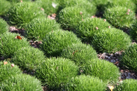 Sustainable Lawn Alternatives pigybak home improvement local contractors angi nextdoor thumbtack taskrabbit