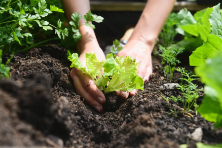 no-till landscaping sustainable gardening eco gardening angi pigybak thumbtack task rabbit