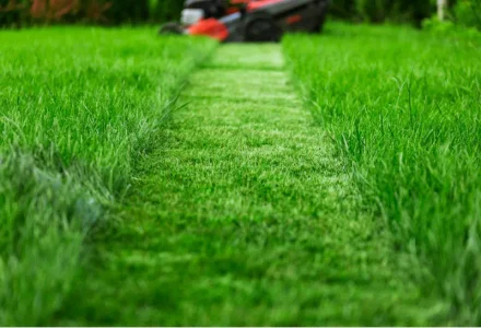 no mow may long grass eco sustainable lawncare angi nextdoor plowz and mowz task rabbit