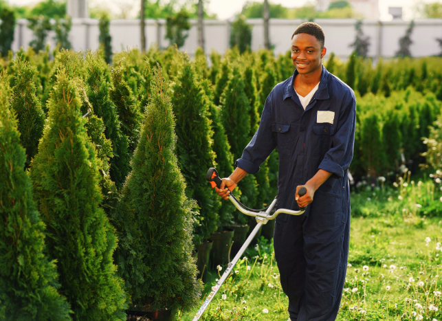 tree trimming contractor lawncare
