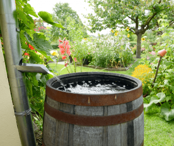 Metal downspout directing rainwater into wooden barrel for eco‑friendly garden irrigation and water conservation.